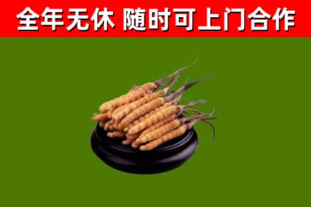 嘉兴烟酒回收冬虫夏草.jpg